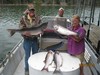 (08/21/2015) - Nice Striped Bass